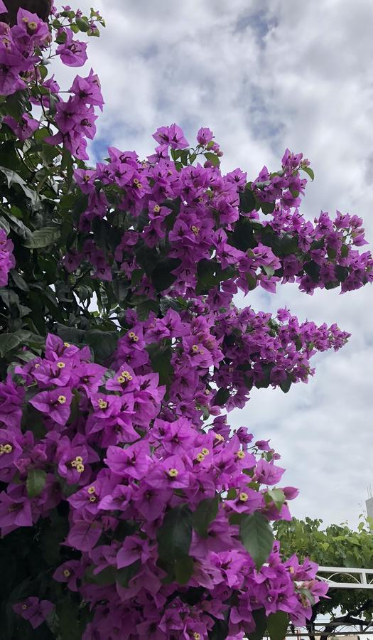 Vila Adriatik 울친 외부 사진